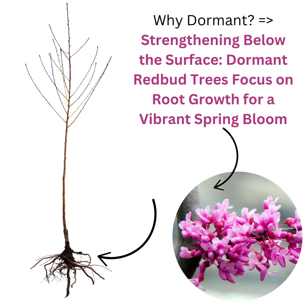 5 Seedlings Redbud Trees Live Plants Bare Roots, 12 to 24 Inc Tall, Red Bud Tree Plants Live, Purple Lavender Redbud Blooms Color, Dormant