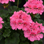 Pink Geranium Plant - 4 Inch Pot, Live Vibrant Geranium Plant, 4-6" Tall Well Rooted Geraniums Starter Plant for Colorful Patio and Garden Flower