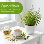 Lemon Verbena Plant Live, Lemon Verbena Plant, 2-5 Inc Tall, Green Foliage Herbs for Patio Containers and Outdoor Gardens