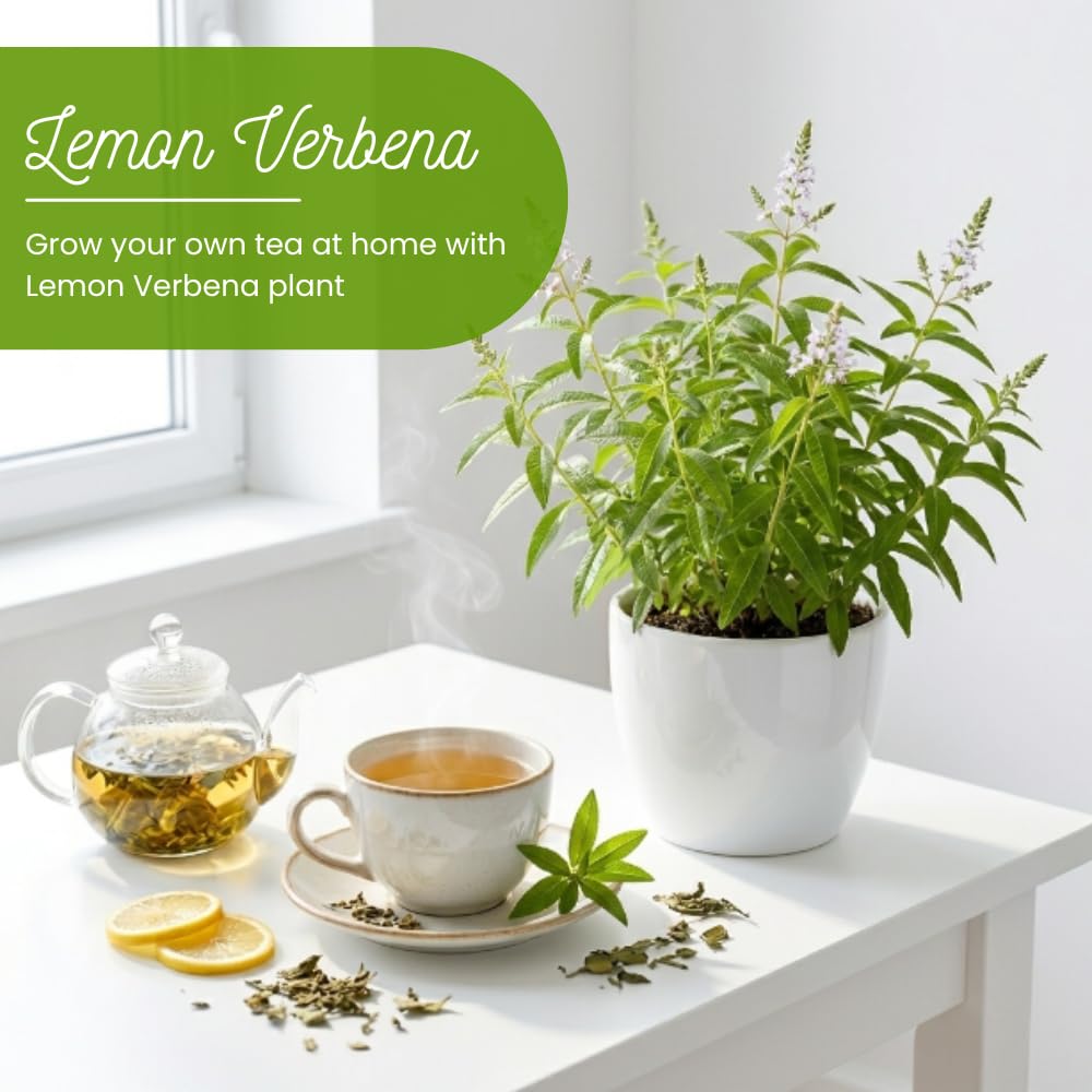 Lemon Verbena Plant Live, Lemon Verbena Plant, 2-5 Inc Tall, Green Foliage Herbs for Patio Containers and Outdoor Gardens