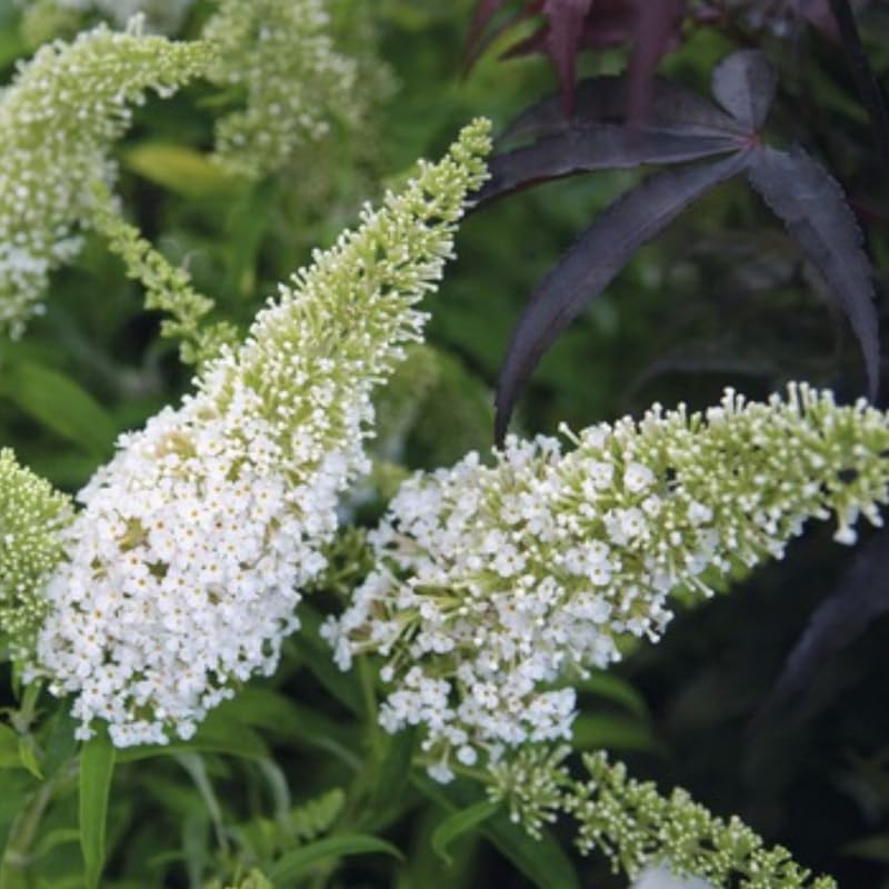 AVERAR 6 Months Old White Butterfly Bush Live Plant, Butterfly Bushes Ready to Plant Outdoor, Buddleia Plant Bush Shrub 5-7 Inches Tall, No Pot