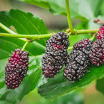 2 Mulberry Plants Live to Grow, 5-9 Inch Height, Sweet Mulberry Trees Live Seedlings, Edible Mulberries Fruit Plant to Grow Your Garden, No Pot (Illinois Everbearing Mulberry)