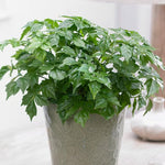 Doll Plant in 4 Inch Pot, Doll Live Plant in Pot, Doll Houseplant Plant for Gardening