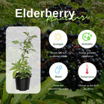 Black Elderberry Tree Live Plant, Hardy Berry Producing Shrub, Landscaping and Backyard Gardens, 4-7 Inches Tall