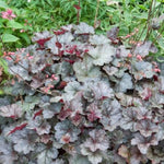 Pack 3 Heuchera Plants Live, Coral Bells Plants 4-7” Tall for Shade Gardens, Borders, Pots, Heuchera Perennials Seedlings (Red Grey Heuchera)