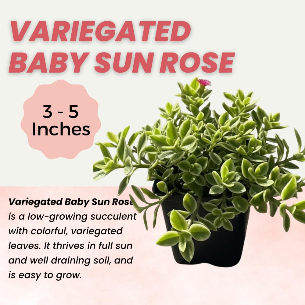 Variegated Ice Plant, Baby Sun Rose Live Plant, Ice Plants, Variegated Foliage for Indoor Outdoor Growing, 4-6 Inches Tall in 4 Inch Pot