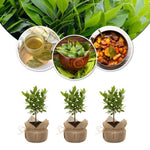 2 Live Bay Laruel Trees Sweet Bay Laurus Nobilis Plants, Bay Leaf Tree, True Laurel for Planting, 5-10 Inches in Tall