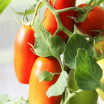 Red Tomato Plant Live, Red Fruit, Tomato Vegetable Plant Live for Outdoors Gardening, 4-6 Inches Tall in 4 Inch Pot