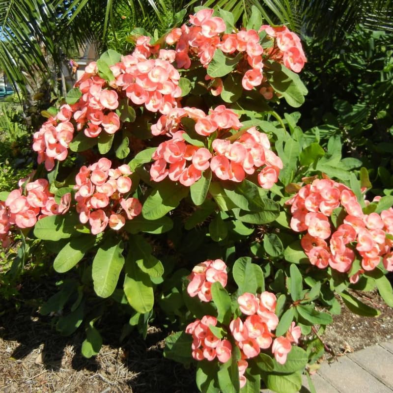 Hardy Crown of Thorn Live Plant, Colorful Large Bloom Salmon Euphorbia Milii Tree, 1 Year Old Plant, 5-10 Inches in Tall, No Pot, Indoor Outdoor Décor Succulent Cactus