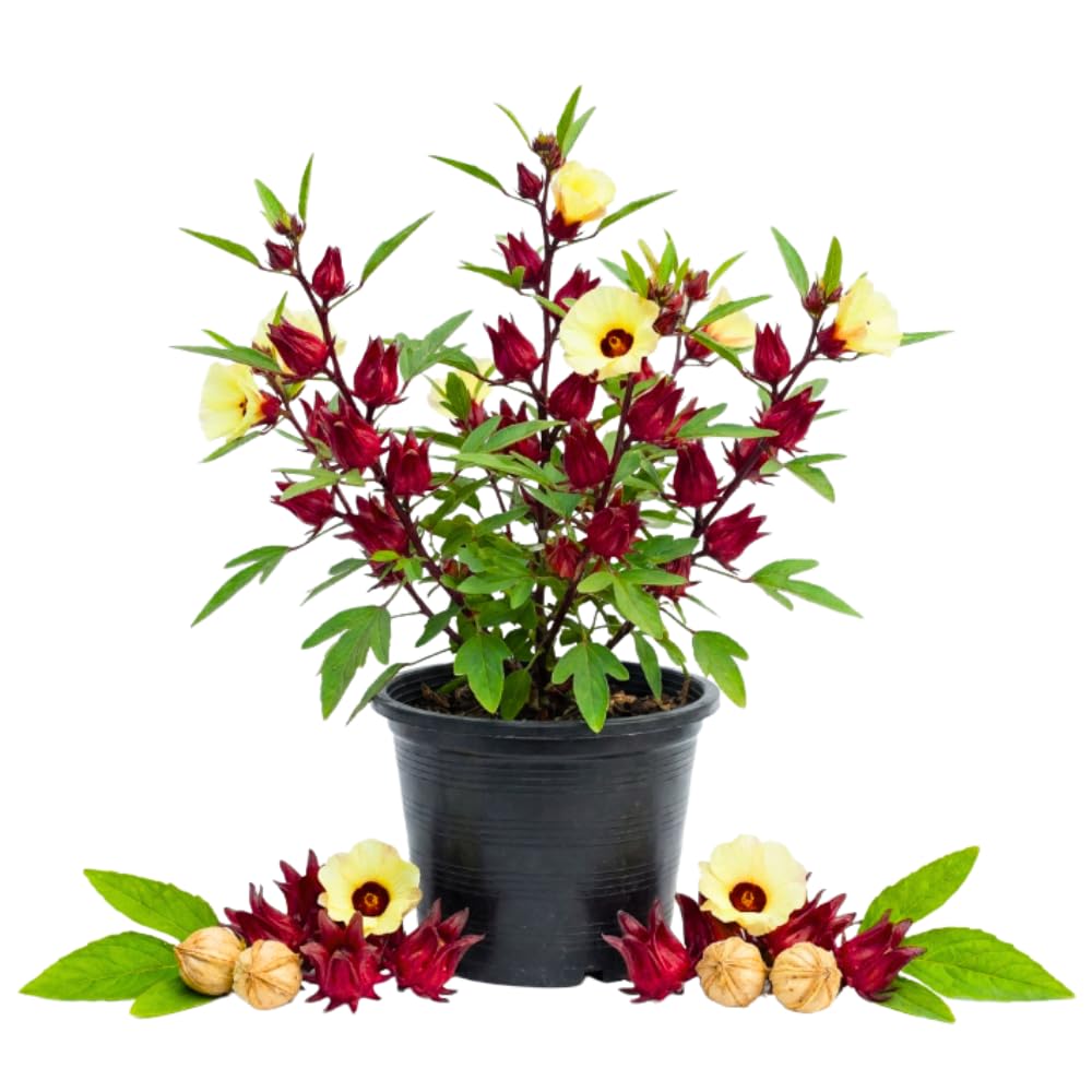 Roselle Hibiscus Plant, Red Sorrel Jamaica Live Plant, Half Gallon Pot, 8-12 Inches Tall, Hibiscus Sabdariffa Plants for Indoor Outdoor Growing