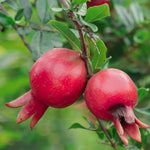 Live Wonderful Pomegranate Plant 4-7" Tall, Hardy Dwarf Pomegranate Tree in 4 Inches Pot, Sweet Edible Fruit Fast Growing Plant for Indoor