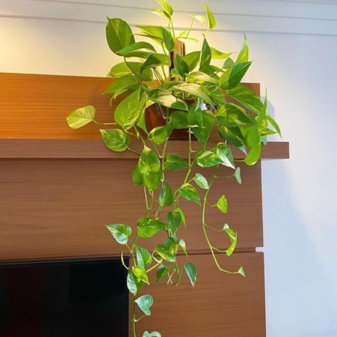 Pothos Live Plant, Live Pothos Plant, 4 to 6 Inches, House Plants Live for Growing Indoor and Outdoor, 4 Inc Potted (Golden)