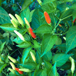 Pepper Plant Live, Hot Pepper Starter Plant, Edible Chili Pepper Seedling for Patio Containers and Backyard Gardens, 4 to 7 Inches Tall, 2 Plants in Pot