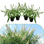 White Butterfly Bush Buddleia Butterfly Plant Live, 4-9" Tall Well-Rooted for Outdoor Gardens, Perennial Shrub, No Pot