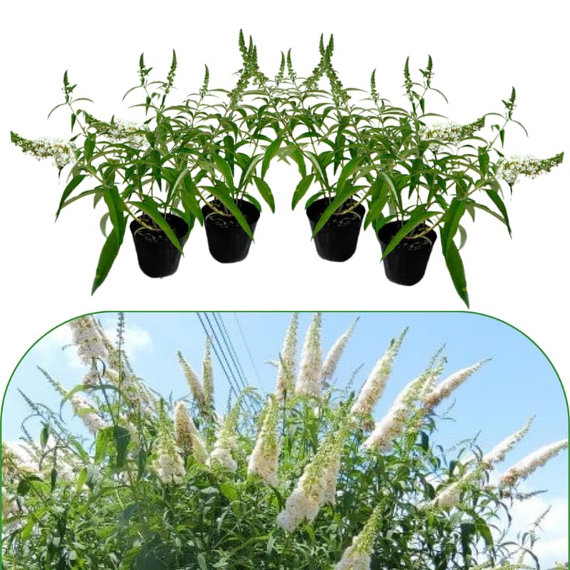 White Butterfly Bush Buddleia Butterfly Plant Live, 4-9" Tall Well-Rooted for Outdoor Gardens, Perennial Shrub, No Pot