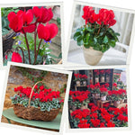 2 Red Cyclamen Plants Live in 4" Pot, Already Bloom in Vibrant Color, Easy to Care for Indoor or Garden Flowering Houseplant