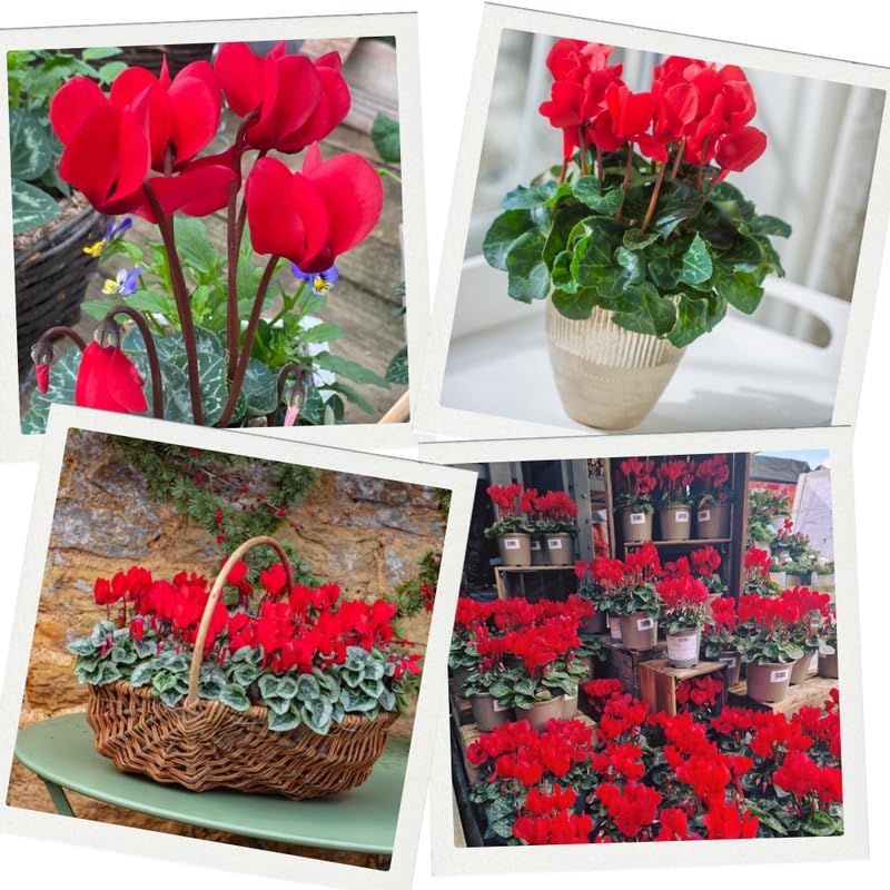2 Red Cyclamen Plants Live in 4" Pot, Already Bloom in Vibrant Color, Easy to Care for Indoor or Garden Flowering Houseplant