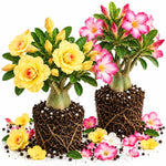 2 Mix Desert Rose Live Plants, Adenium Succulent, 4-6" Tall