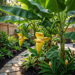 Basjoo Banana Tree Live Plant, Edible Fruit, 4-6" Tall