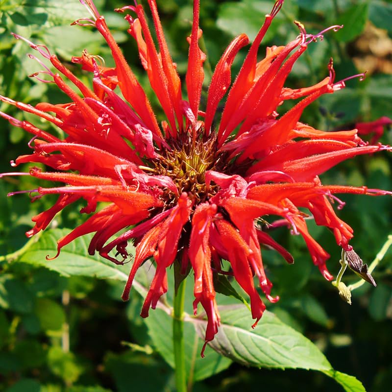 2 Red Bee Balm Plants Live, Perennial Garden Plugs 2-5" Tall, Red Flowers for Outdoor Planting