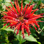 3 Red Bee Balm Live Plants, Hardy Perennial Bee Balm Plants Ready to Grow Home Garden