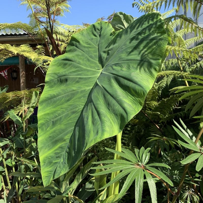 Elephant Ear Plants, Rare Colocasia Plant Live, Perennial Esculenta Taro Alocasia 4-8 Inch Tall, Indoor Outdoor Garden (Giant)