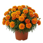 2 Marigold Plants, Orange Marigold Live Plants, Live Marigold Plants, 4 to 7 Inc Tall, Perennial Flower Planting
