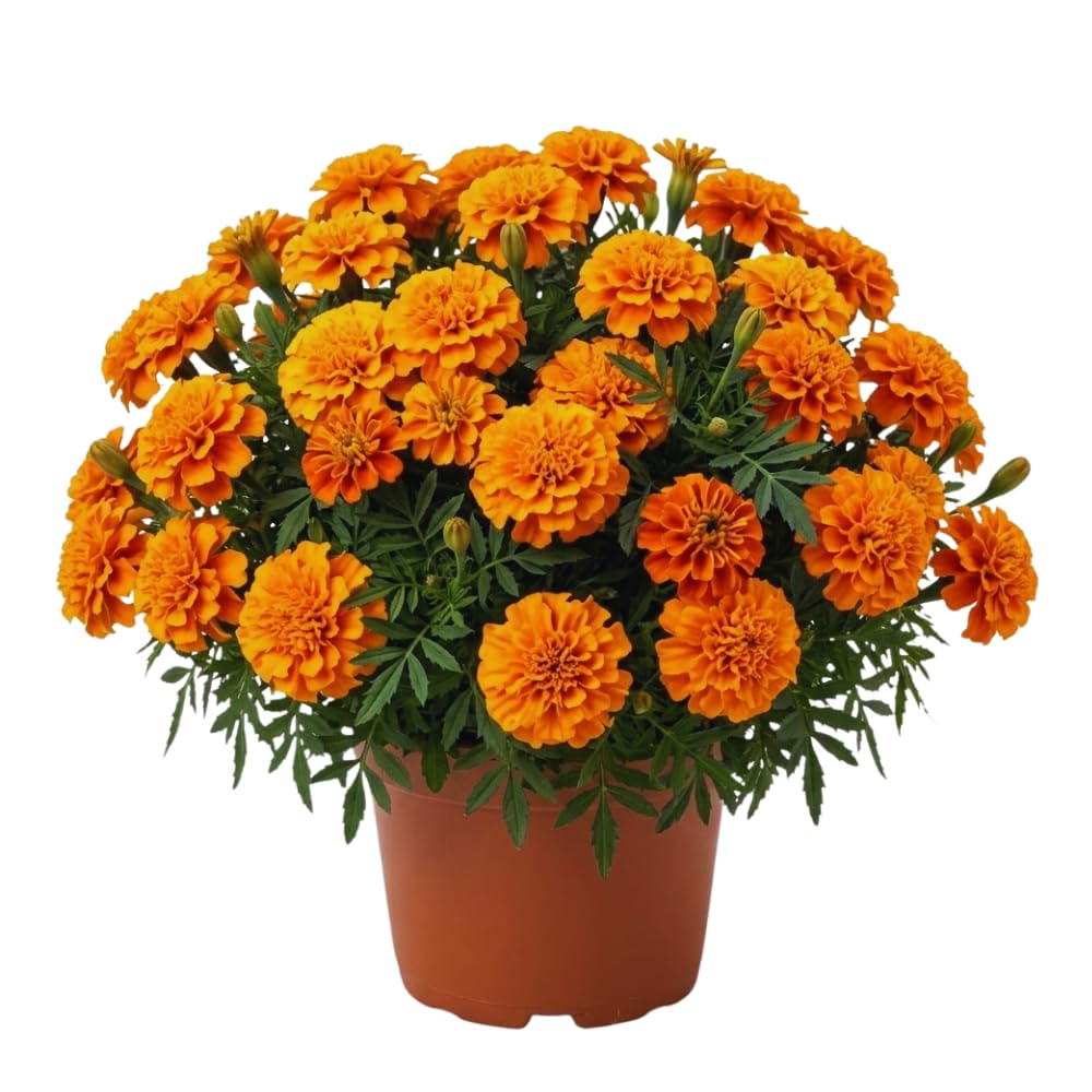 2 Marigold Plants, Orange Marigold Live Plants, Live Marigold Plants, 4 to 7 Inc Tall, Perennial Flower Planting