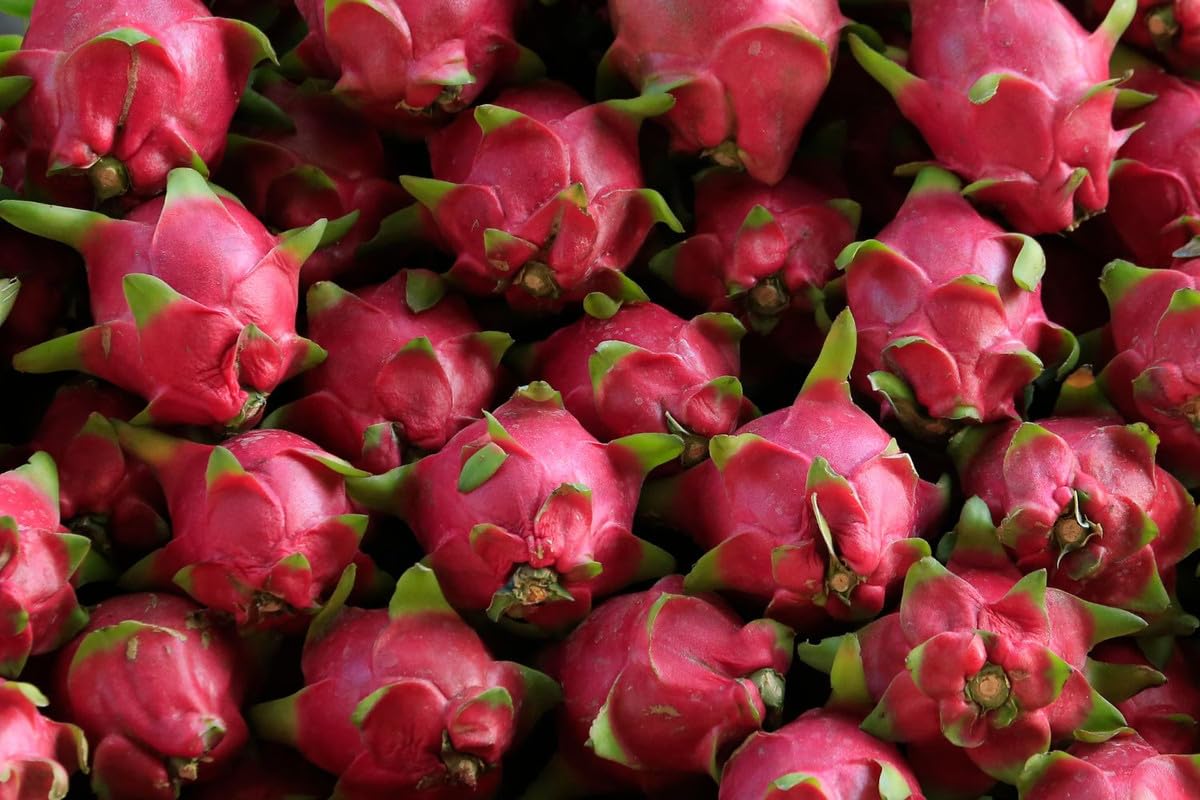 Red Dragon Fruit Plant Live, 3 Gallon Pot, Live Dragon Fruit Plant, 2 to 3 Feet Tall, Dragon Fruit Live Plant, Sweet Fruit Plant for Gardening, Dragon Fruit Plant Tree