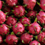 Dragon Fruit Plant Live, Red Dragon Fruit Plant Pot, 3 Gallon Pot, Live Dragon Fruit Plant, 2 to 3 Feet Tall, Dragon Fruit Live Plant, Sweet Fruit Plant