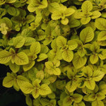 2 Golden Swedish Ivy Plants Live, Plectranthus Swedish Ivy Plant Live, 3 Inc to 6 Inc Tall Seedling, House Plants Live