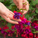 2 Fuchsia Live Plants, Fuchsia Flower Perennial for Outdoor Garden 3 to 5 Inches (Dark Purple)