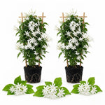 2 Grandiflora Jasmine Live Plants, Fragrant Flowering Shrubs, 4-6" Tall
