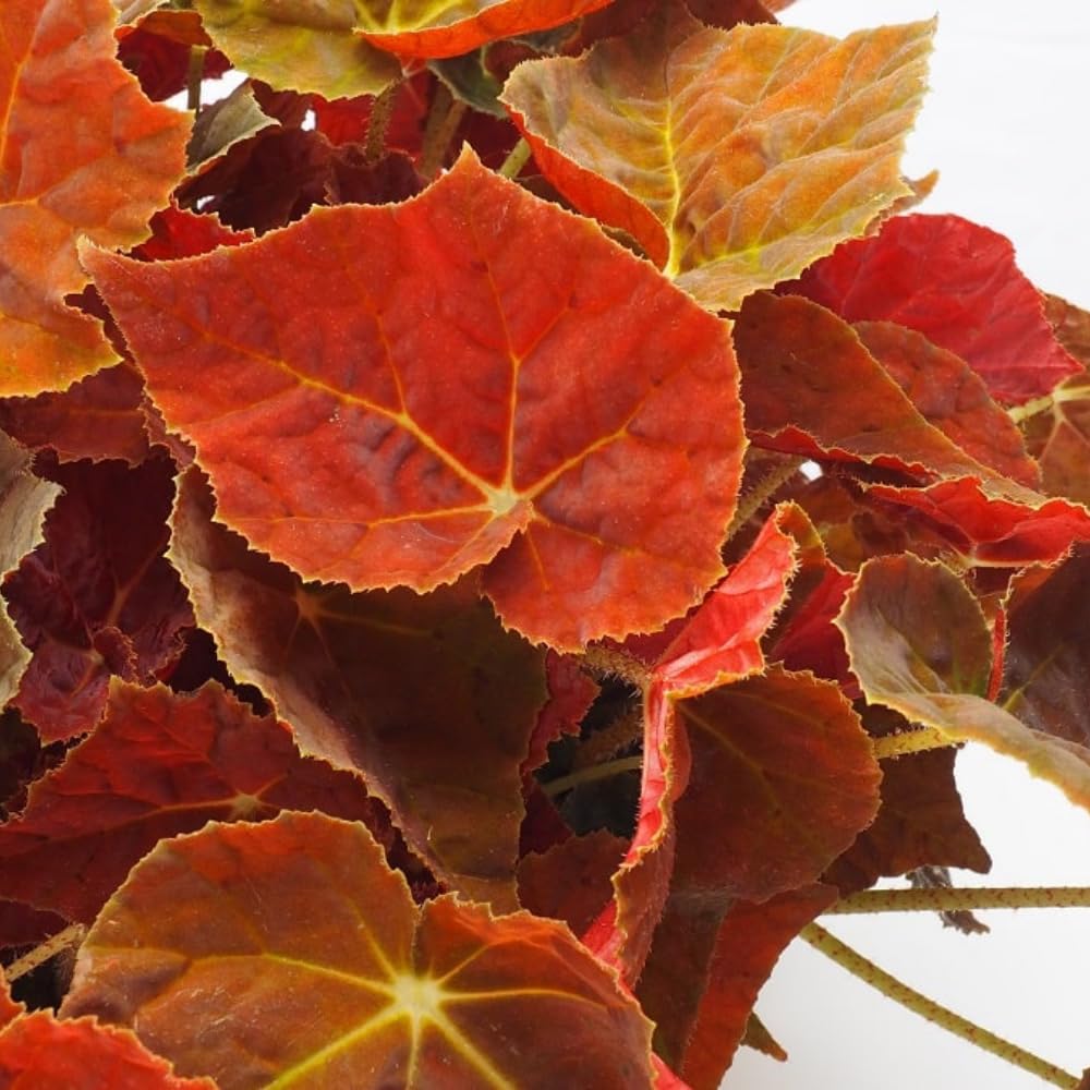 Begonia Live Plant, Begonias Live Plant, Rare Begonias Plants, 5-7 Inches in Height for Indoor Houseplant (Red Orange Begonia)