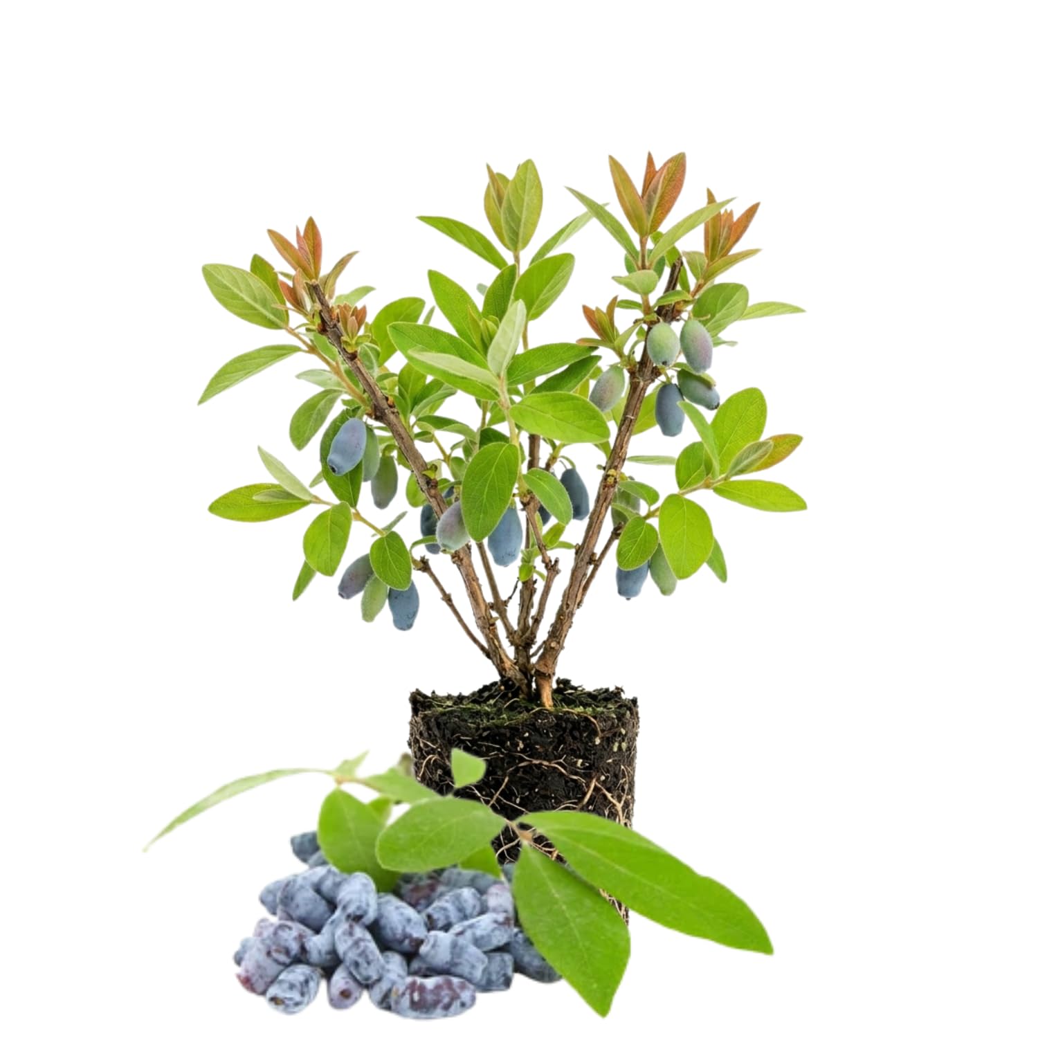 Blue Haskap Honeyberry Plant, Cold Hardy Berry Bush, Edible Fruit 6-8'' Tall, Haskap Fruit Plants for Garden