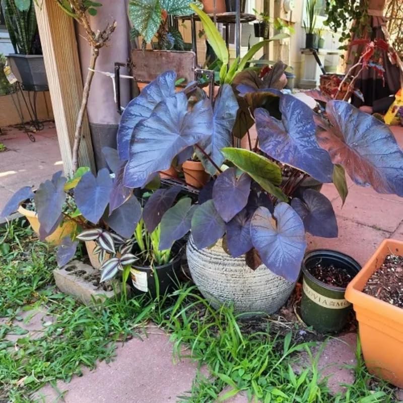 Black Colocasia Live Plant, 5 to 8" in Tall, Taro Elephant Ear Alocasia Esculenta Live Plant for Planting, Live Colocasia Houseplant