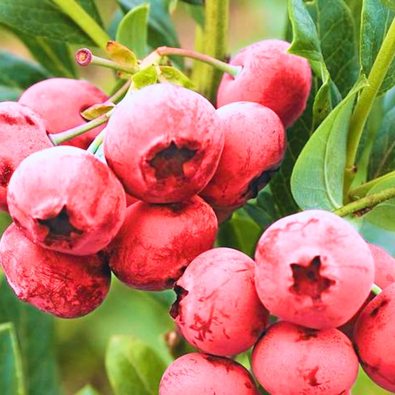 2 Blueberry Plants, Blueberry Tree Live Plant, Blueberry Shrub 1 Year Old, Sweet Blueberry Bush Live Plant, Blueberries Bareroots (Pink Lemonade Blueberry)