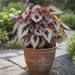 Begonia Live Plant, Begonias Live Plant, Rare Begonias Plants, 5-7 Inches in Height for Indoor Houseplant (Silver Purple Leaves Begonia)
