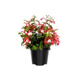 Set 2 of Fuchsia Plants Live, Red White Flower Plant, 3 to 5 Inches Tall Live Plant, Fuchsia Plant Pot for Growing Outdoors 4 Inc Potted