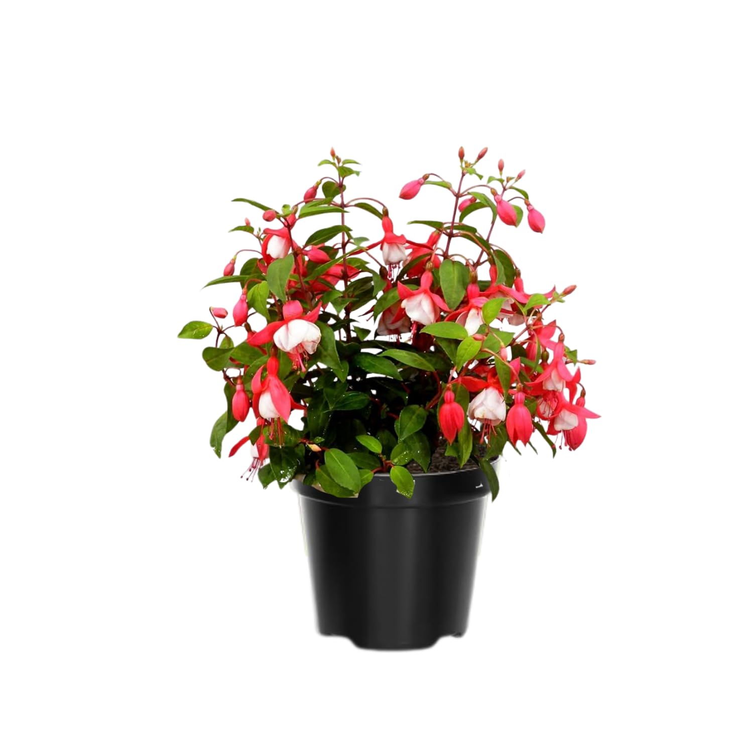 Set 2 of Fuchsia Plants Live, Red White Flower Plant, 3 to 5 Inches Tall Live Plant, Fuchsia Plant Pot for Growing Outdoors 4 Inc Potted