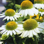 Echinacea Plant Live, White Coneflower Plant Live Indoor, 4 Inc Potted, Echinacea Flower Plants Gardening Planting