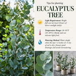2 Baby Blue Eucalyptus Live Plants, Fragrant Eucalyptus Herb for Garden and Patio Containers, 2-5 Inches Tall Plugs