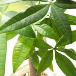 Money Tree Plant Live, 5 to 7 Inc Tall House Plant Live