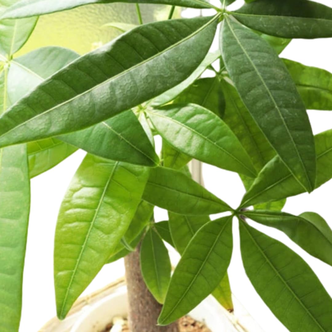 Money Tree Plant Live, 5 to 7 Inc Tall House Plant Live