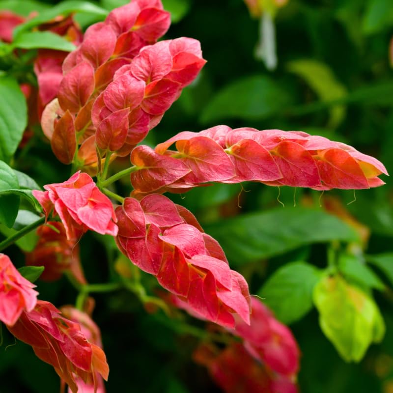 Set 3 Shrimp Plants Live, 4 to 9 Inches, Rare Shrimp Flowers Plants for Planting Outdoor Indoor