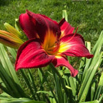 Set 10 Red Daylily Bulbs for Planting, Hardy Perennial Lily Roots for Colorful Summer Blooms