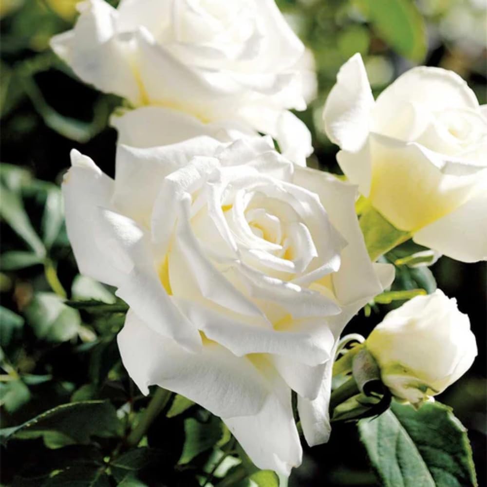 Rose Plant Live, Rose Bush Live Plant, Fragrant Flowers Ready to Plant, 5-9 Inch Height, Well-Rooted, No Pot (White Rose)
