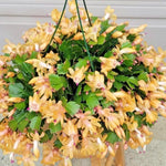 Christmas Cactus Plant Live, Starter Holiday Thanksgiving Cactus Plant for Indoor Outdoor Houseplants, Fasle Easter Cactus Plants Like, Cold Hardy, 5-9" in Tall (Yellow)