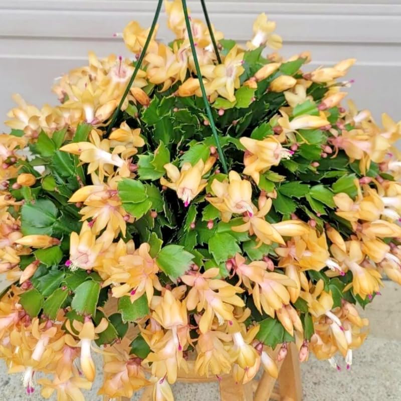 Christmas Cactus Plant Live, Starter Holiday Thanksgiving Cactus Plant for Indoor Outdoor Houseplants, Fasle Easter Cactus Plants Like, Cold Hardy, 5-9" in Tall (Yellow)