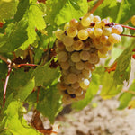 Golden Grape Plant Rooted for Planting, Grape Vine Plant, Sweet Fruit Garden Outdoor, 6 to 9'' Tall